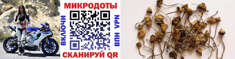 хочу наркоту  KRAKEN как войти  Галлюциногенные грибы Psilocybe  Евпатория 